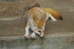 Fennec