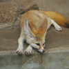 Fennec