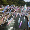 杖立川と鯉のぼり