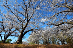 青空と満開の桜