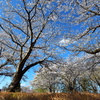 青空と満開の桜