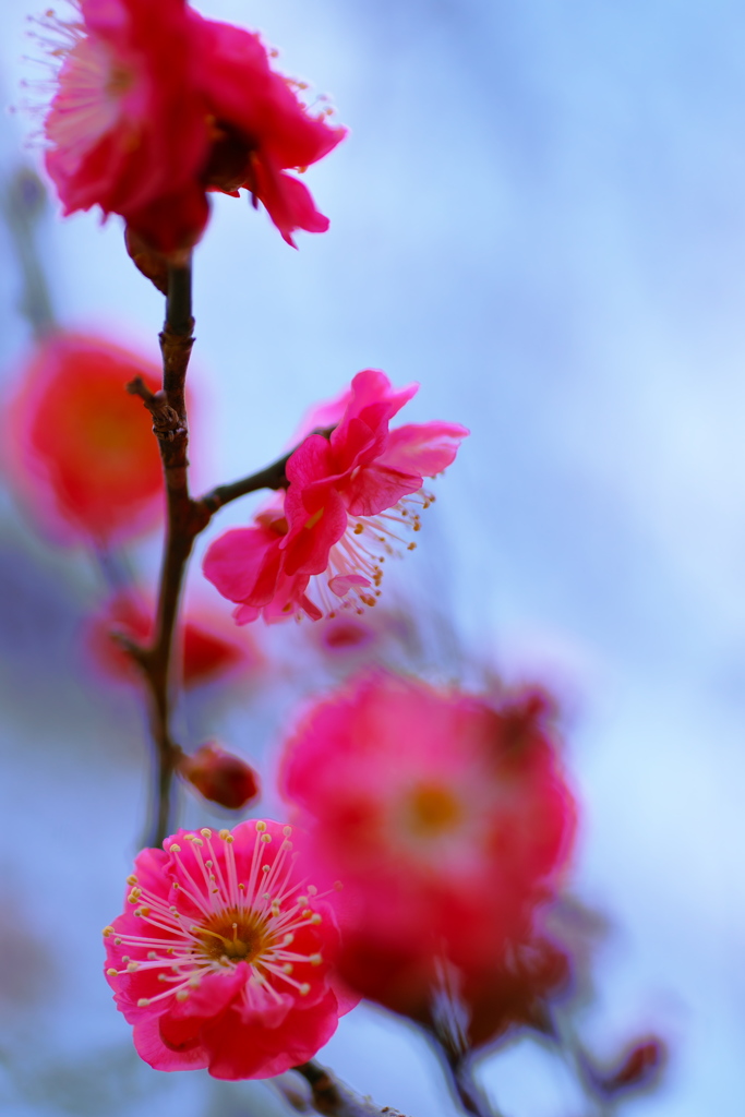 早咲きの紅梅
