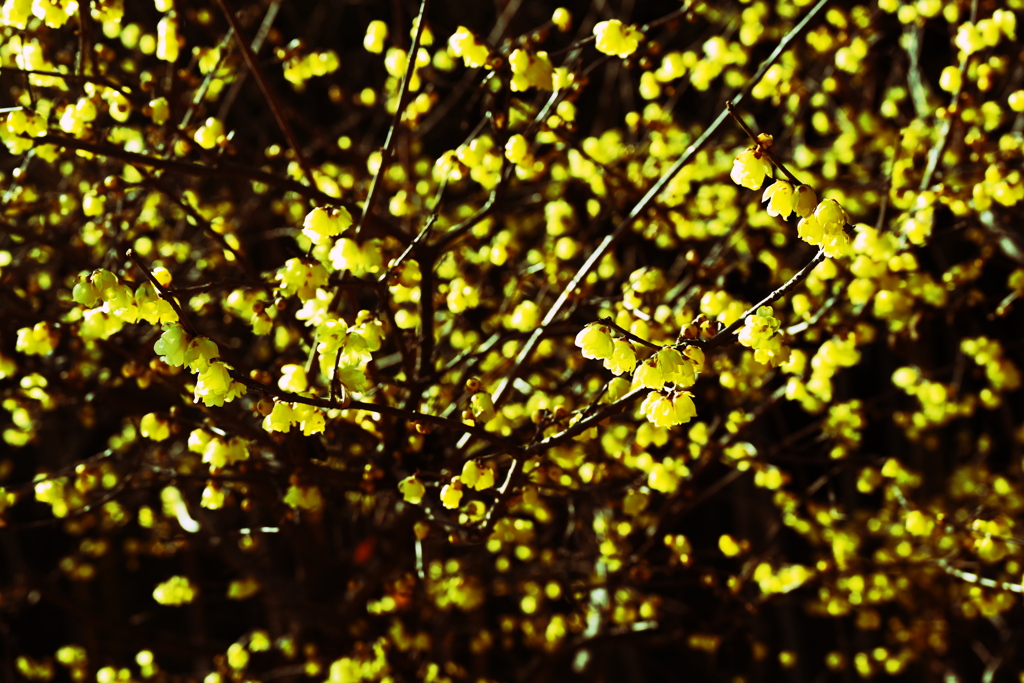 黄色のモザイク