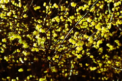 黄色のモザイク