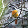 Daurian Redstart