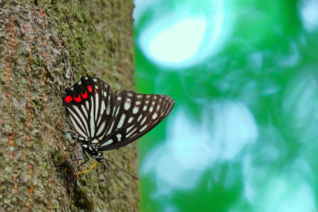 アカボシゴマダラ