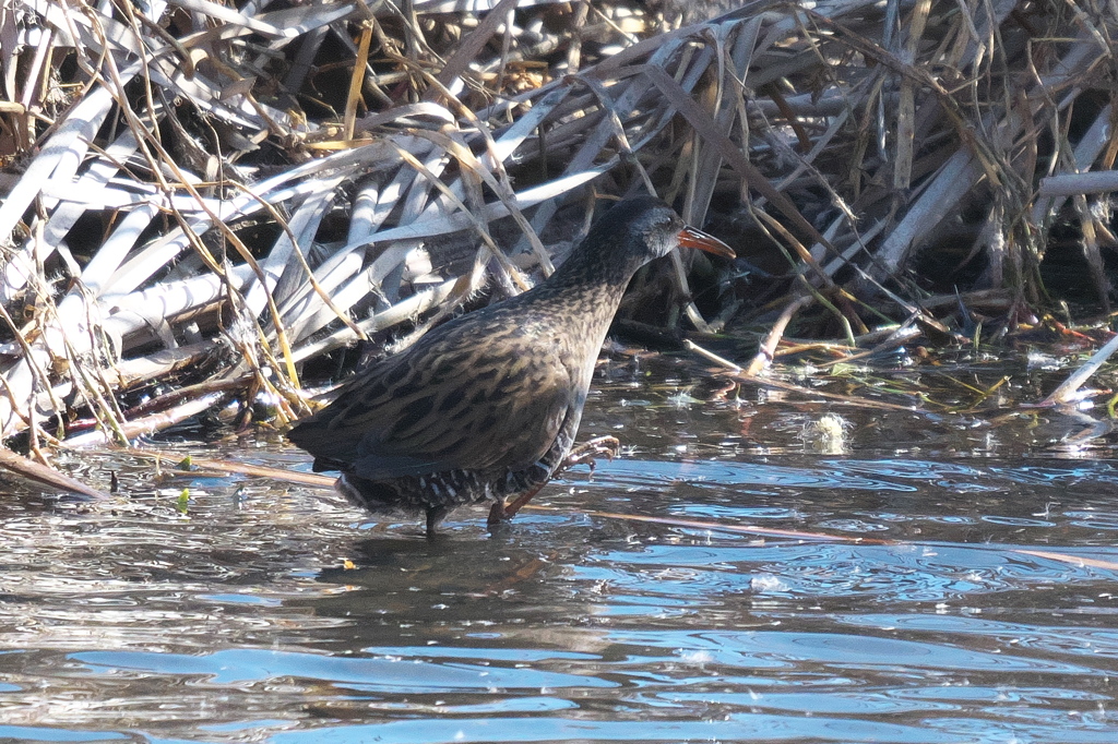 出て来たねェ－