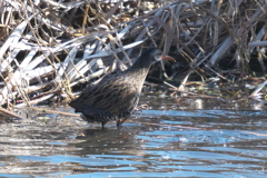 出て来たねェ－