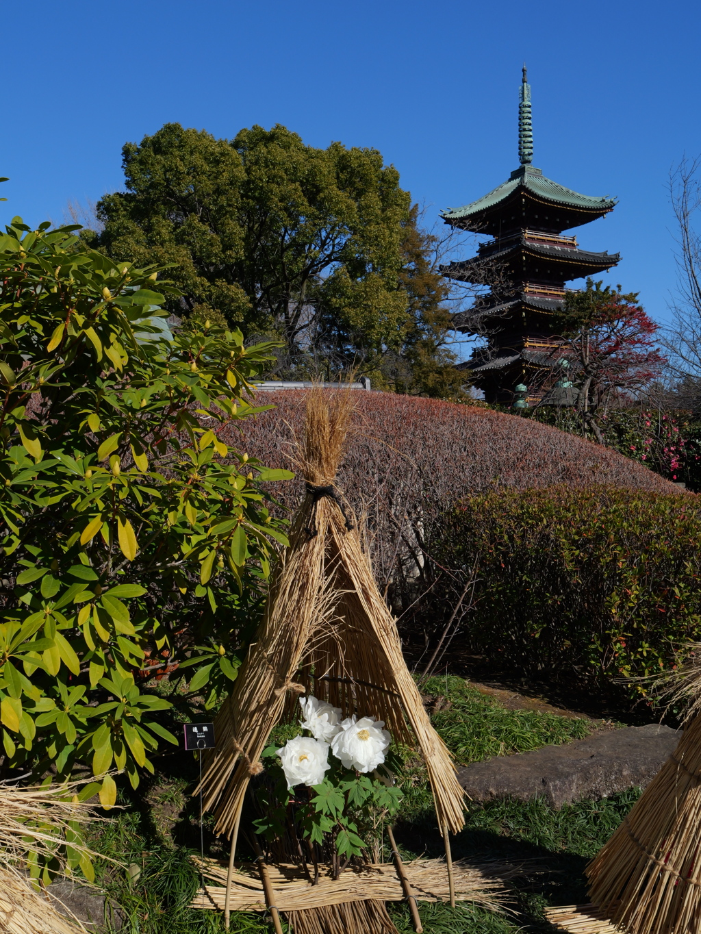 牡丹と五重塔（白）
