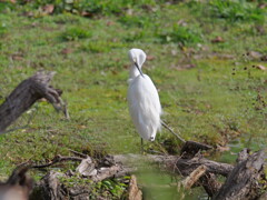 Camera test with a white heron（3）