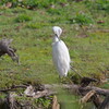 Camera test with a white heron（3）
