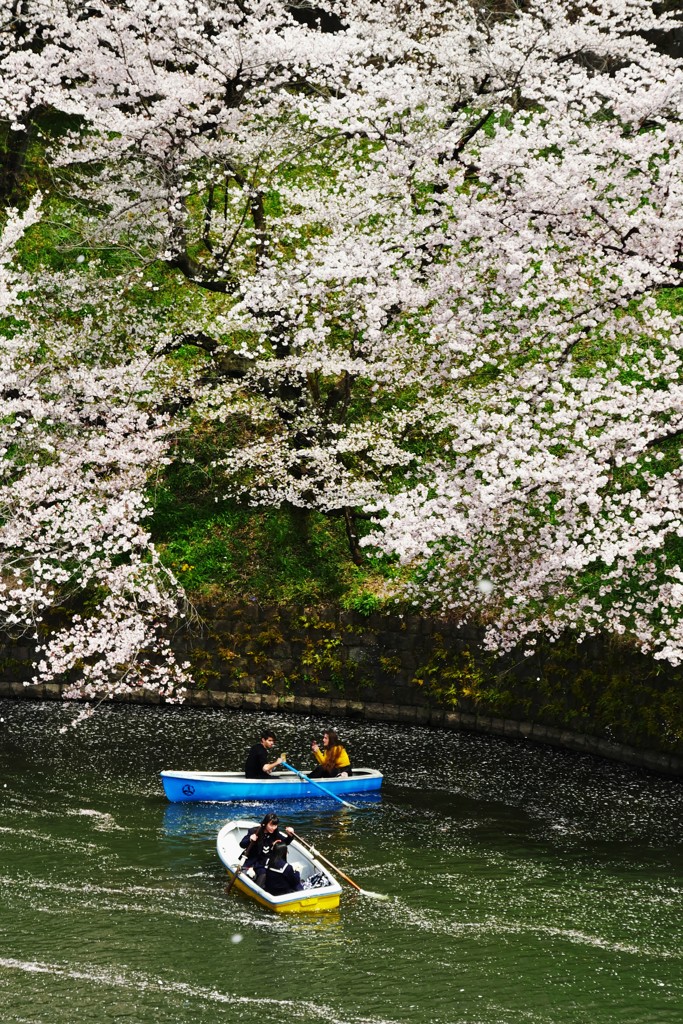 桜色舞うころ (^^♪