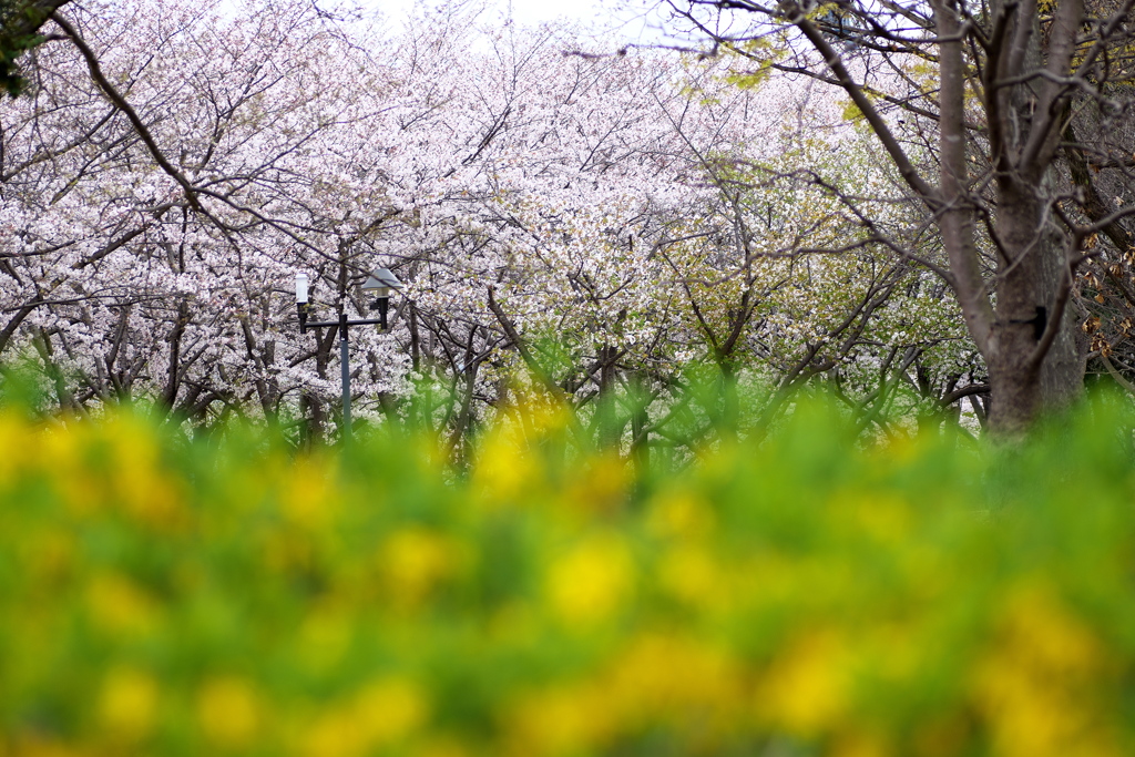 桜並木にレンギョウ