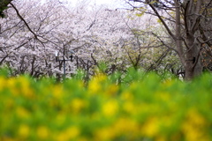 桜並木にレンギョウ