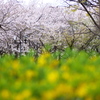 桜並木にレンギョウ