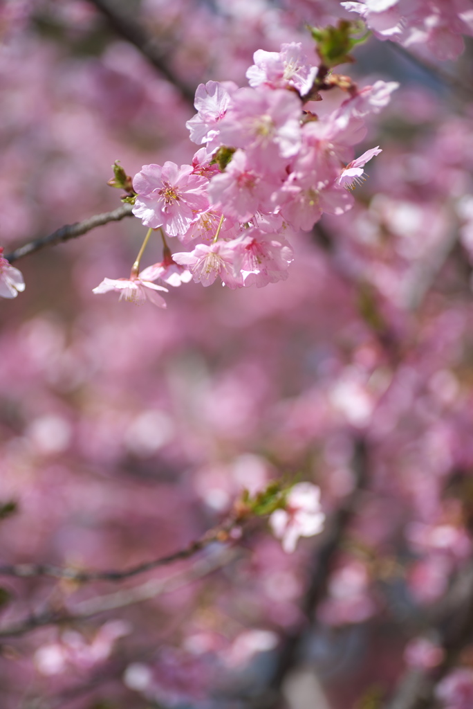 満開の河津桜