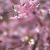 満開の河津桜