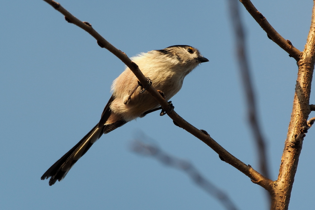 Long-tailed tit -2