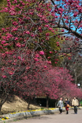 寒緋桜の並木道