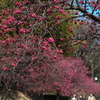 寒緋桜の並木道