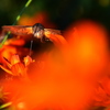 Orange Devil