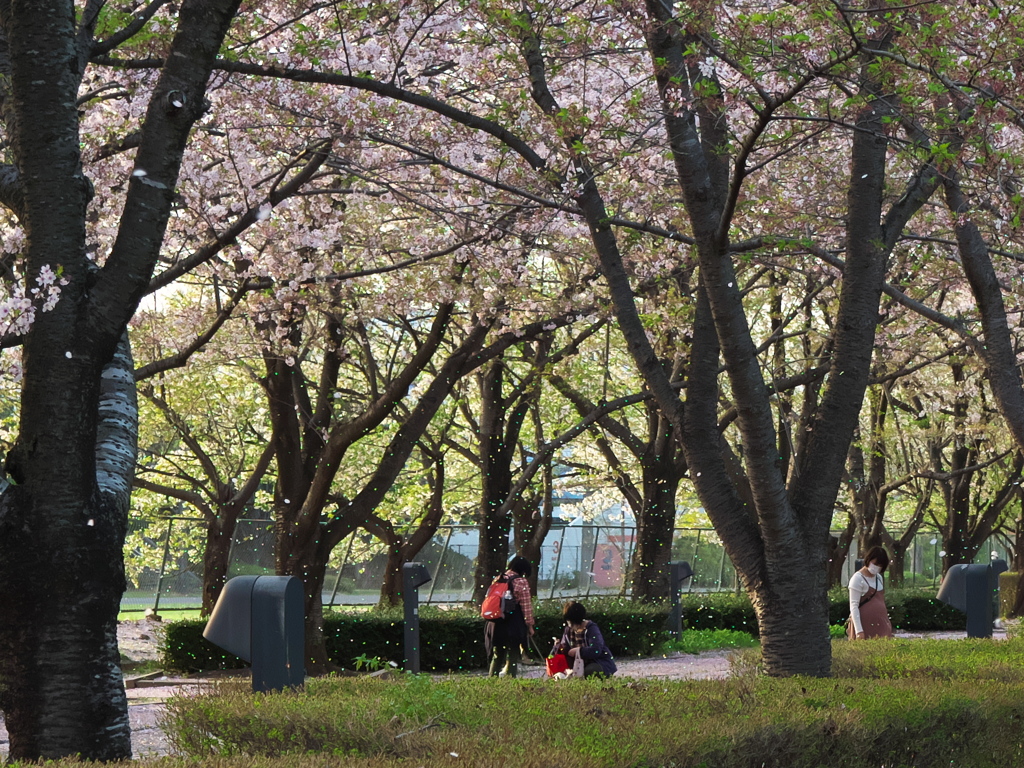 桜舞う散歩道