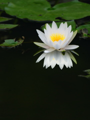 清純