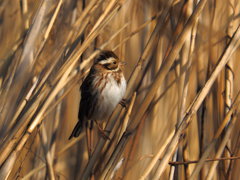 カシラダカさん カシラダカさん