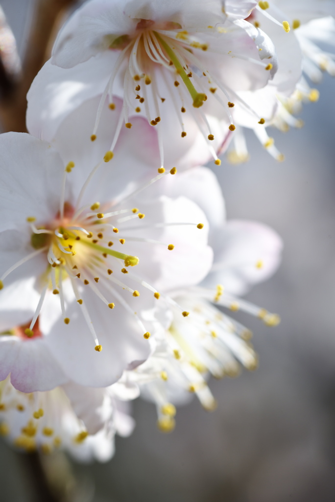 ２度美味しい十月桜