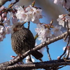 サクヒヨ