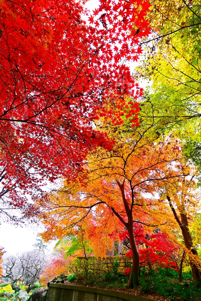 紅葉の観音寺