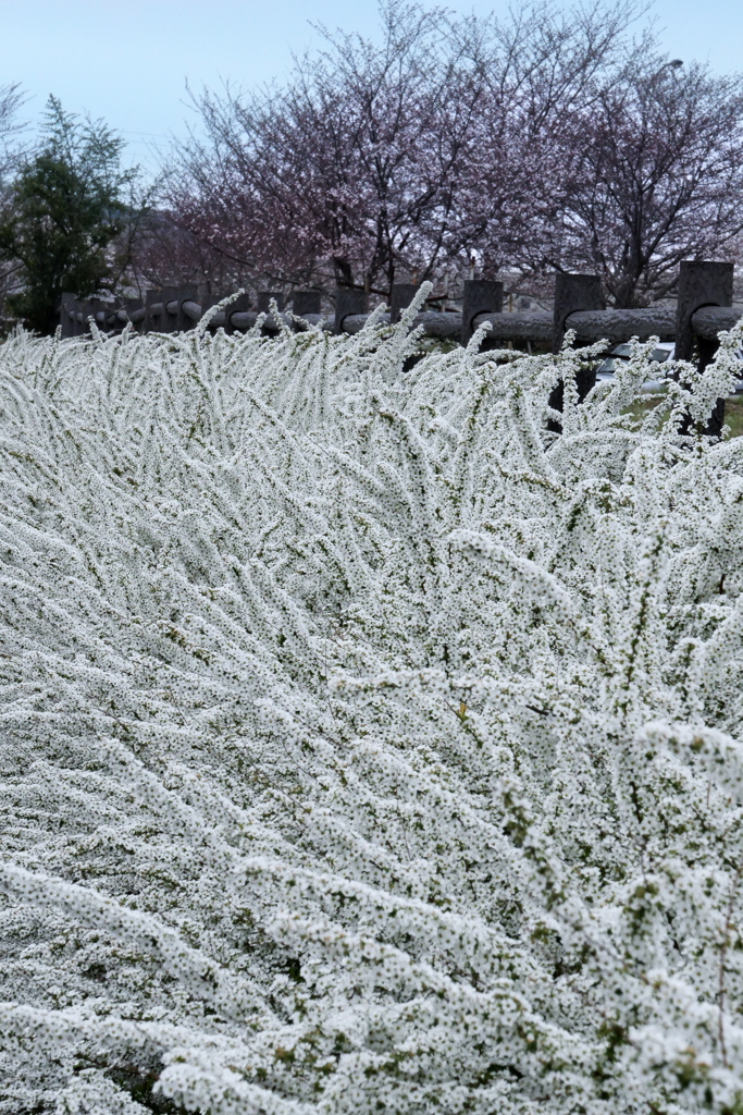 大堀川散歩～雪柳／桜