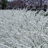 大堀川散歩～雪柳／桜