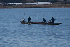 手賀沼の船曳網漁