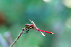 ― 秋 ・赤蜻蛉 ―