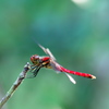 ― 秋 ・赤蜻蛉 ―