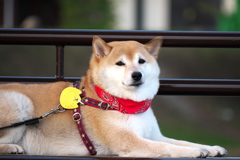 ご主人のお供よ(^･ｪ･^) ｳｧﾝ♪