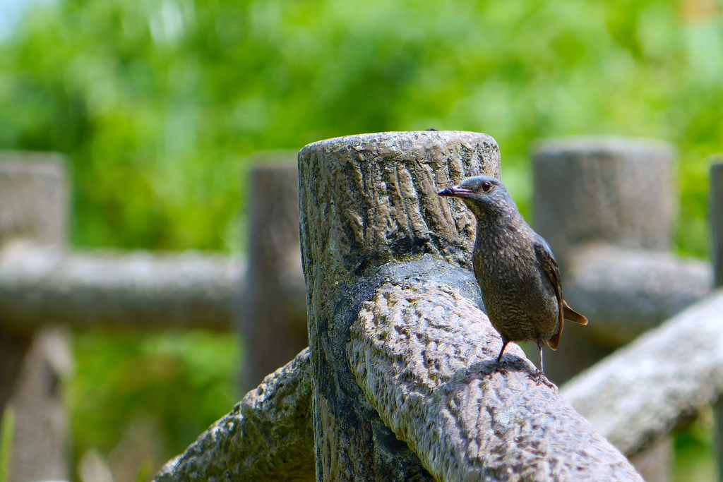 興味深々の若鳥さん