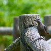 興味深々の若鳥さん