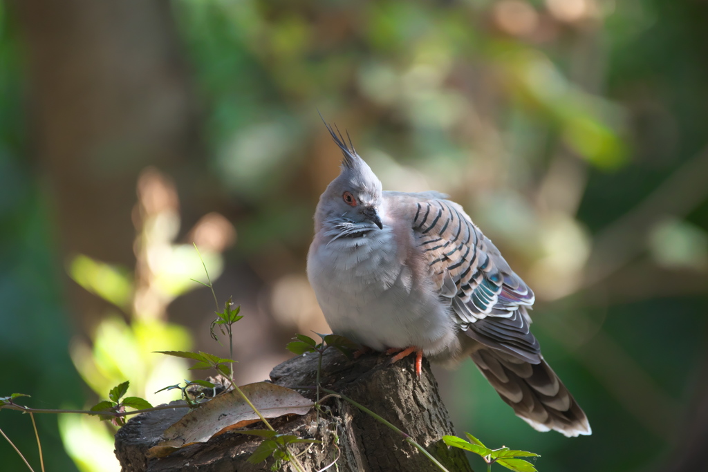 Crested Pigeon