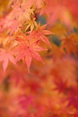 紅葉