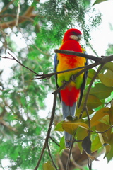 Eastern Rosella
