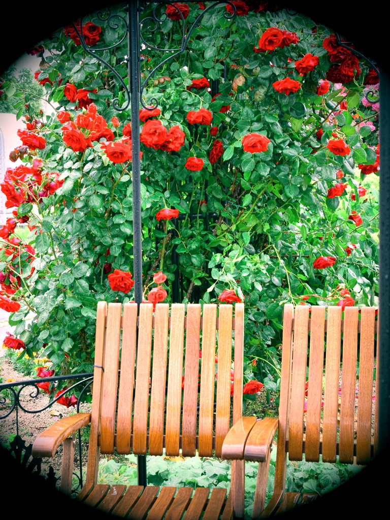 赤いバラのベンチ