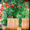 赤いバラのベンチ