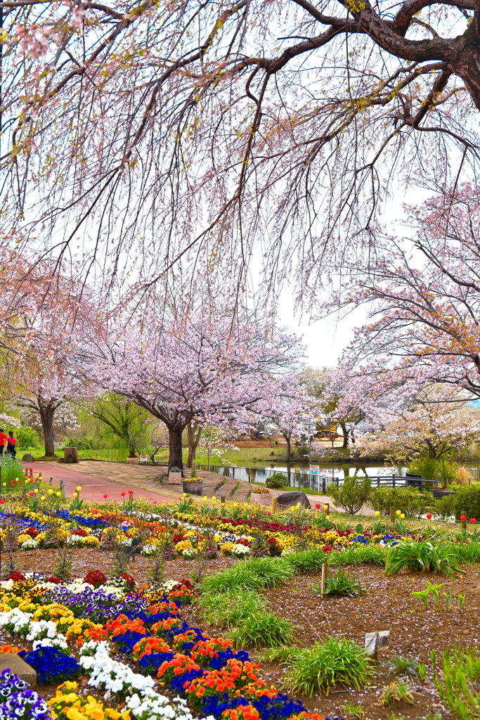 花壇と桜の競演