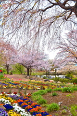 花壇と桜の競演