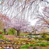 花壇と桜の競演