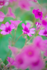 ❀イモカタバミ❀