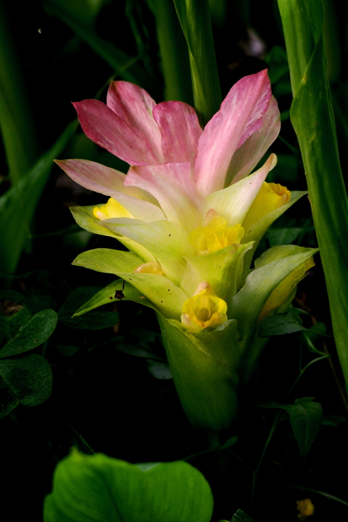 里山の花