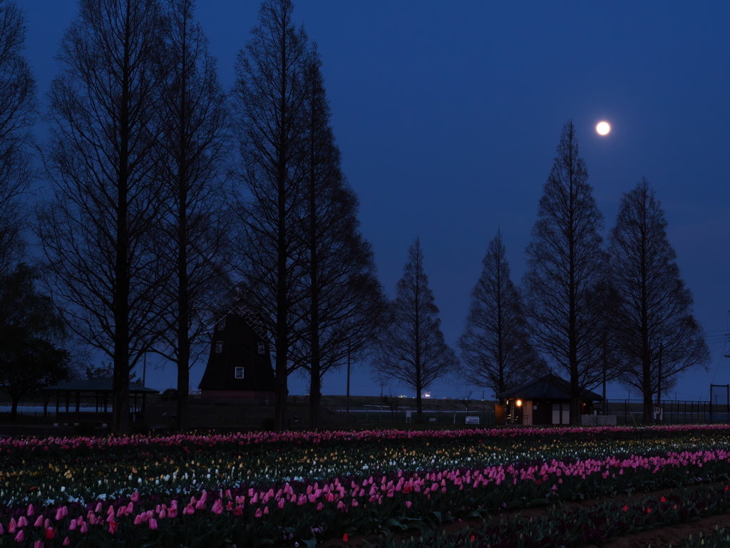 Tulips ＆ Supermoon